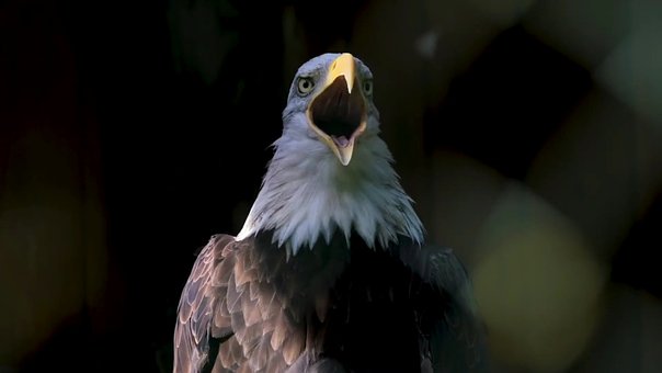 Free Vulture Bird Of Prey photo and picture