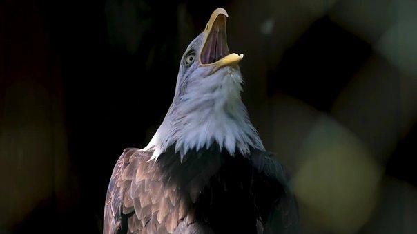 Free Beautiful Big Vulture photo and picture