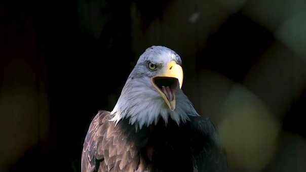Free Bald Eagle Bird Of Prey photo and picture