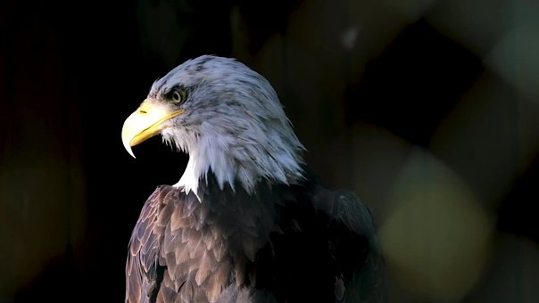 Free Beautiful Big Vulture photo and picture