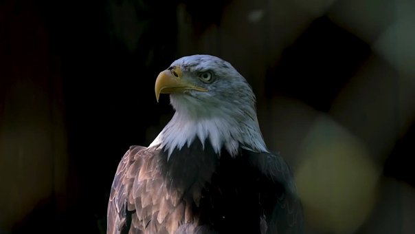 Free Bald Eagle Bird Of Prey photo and picture