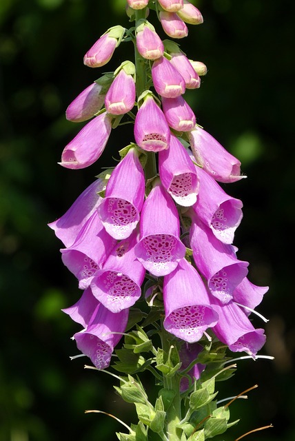 Foxglove, Tapet Cu Flori, Flori Frumoase