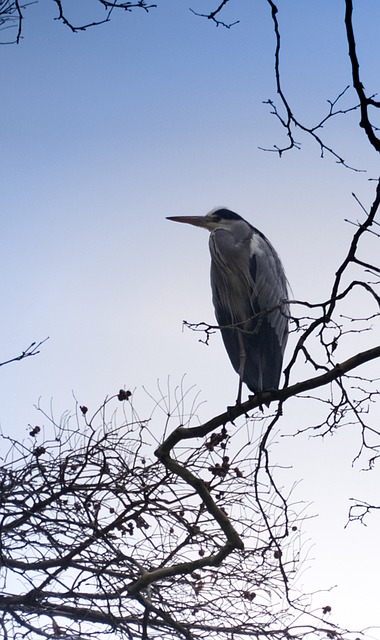 Pájaro, Ardeidae, Garzas, Naturaleza