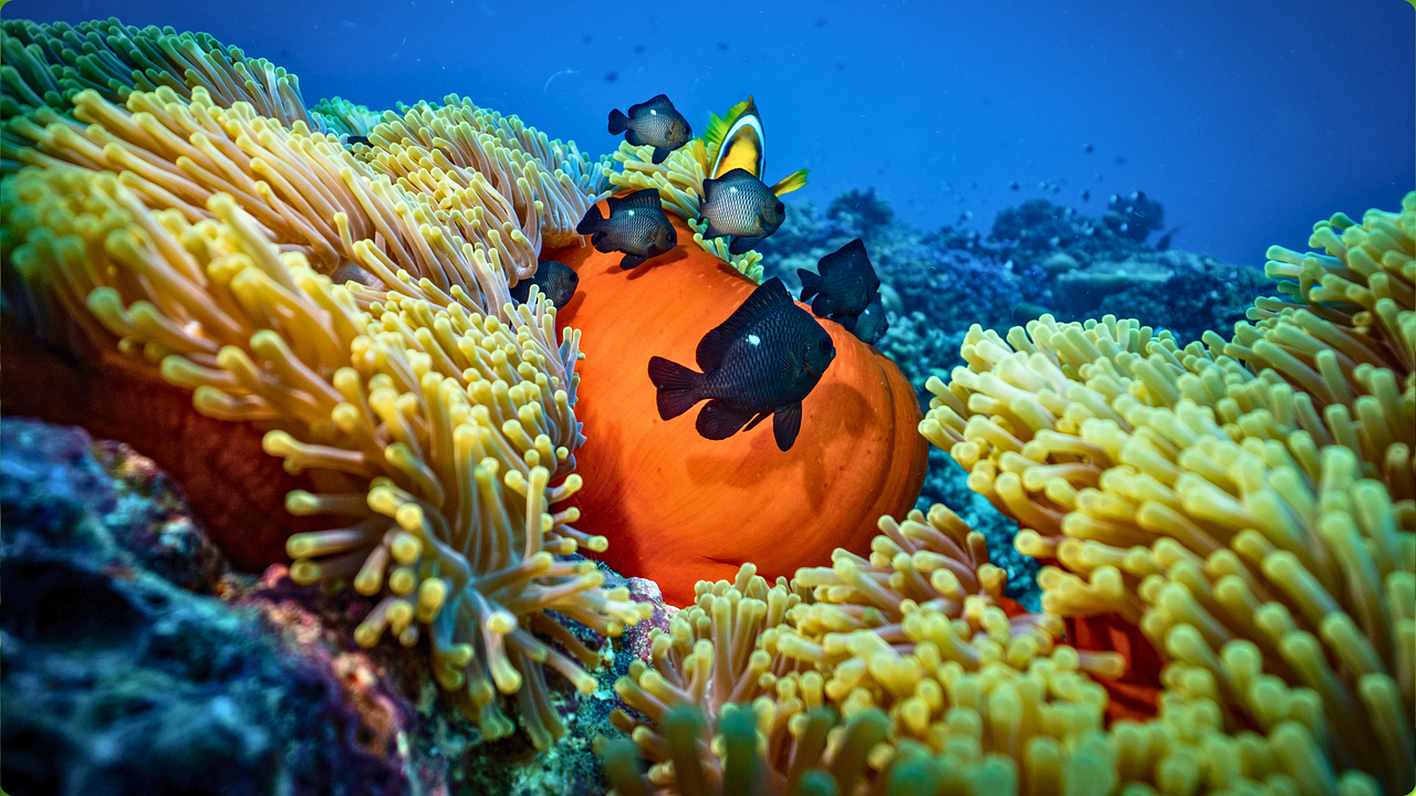 Aquarium - free online jigsaw puzzle photo