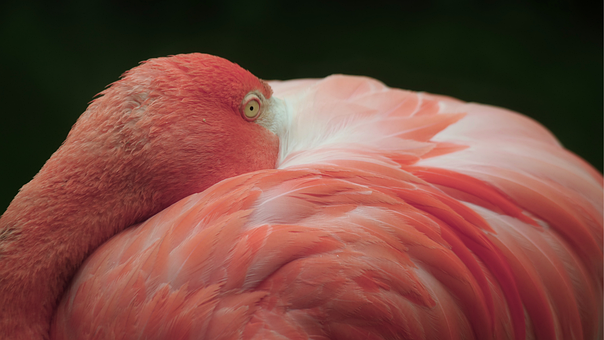 Flamingo, Natureza, Pássaro, Animal