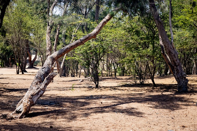 Free Nature Dry Forest photo and picture