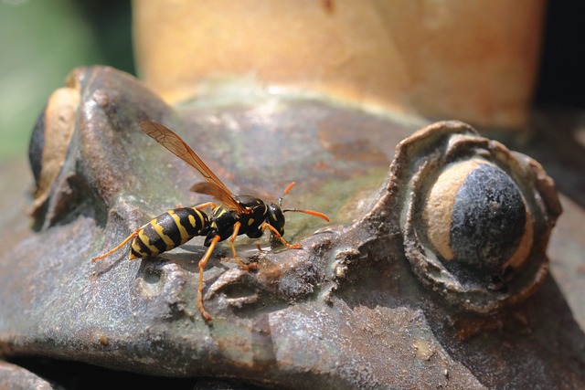 Avispa, Insecto, Ojos, Macro, Jardín