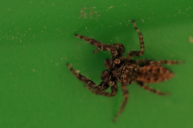 Araña, Jumping Spider, Cerrar, Macro
