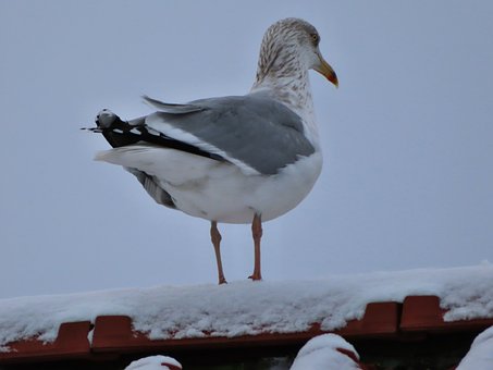Free Seagull Gull photo and picture
