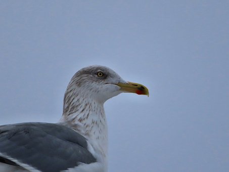 Free Seagull Bird photo and picture
