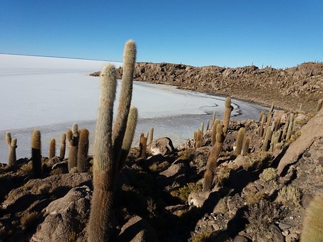Salar De Uyuni, Kaktus, Ørken, Natur