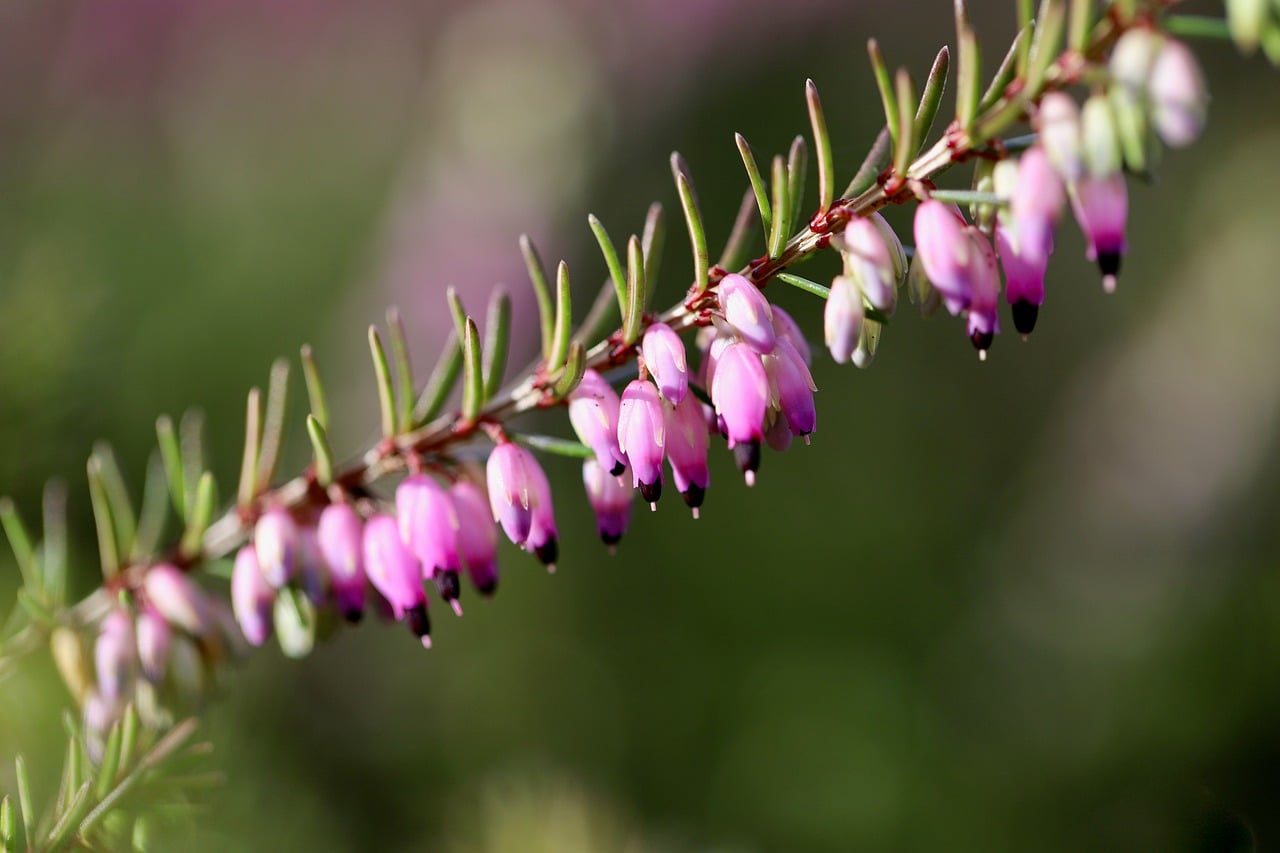 Pink Flowers Heather Winter Heath - Free photo on Pixabay