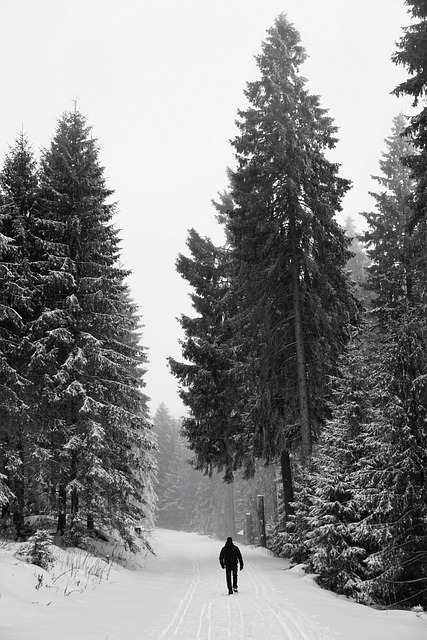 Nieve, Invierno, Bosque, Oscuro