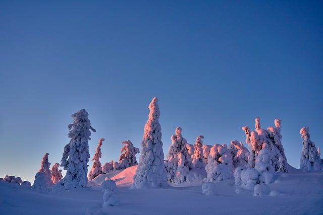Sunset, snow, rose and nature — photo by Wolfgang_Hasselmann