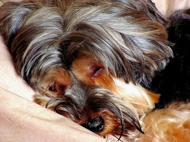 Free Dog Puppy photo and picture