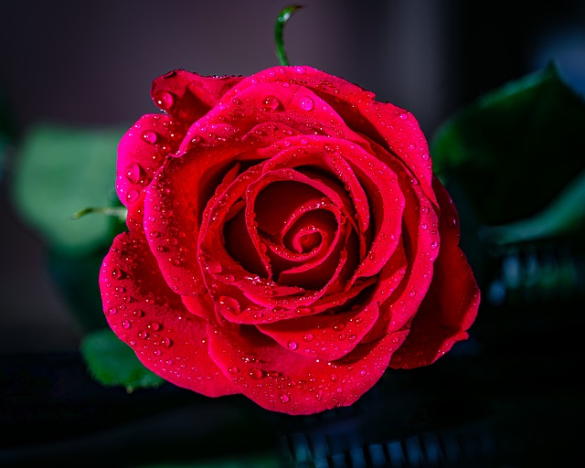 Free Rose Macro photo and picture