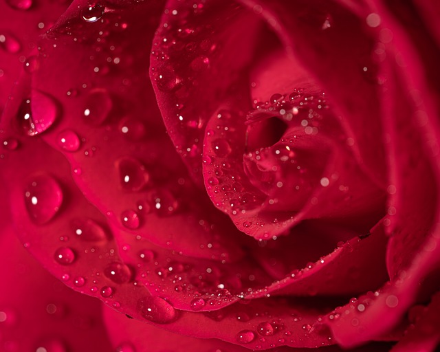 Free Rose Macro photo and picture
