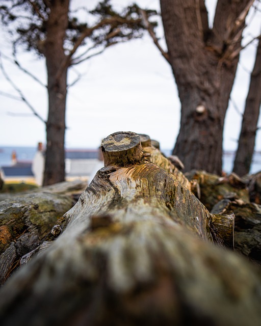 Free Log Forest photo and picture