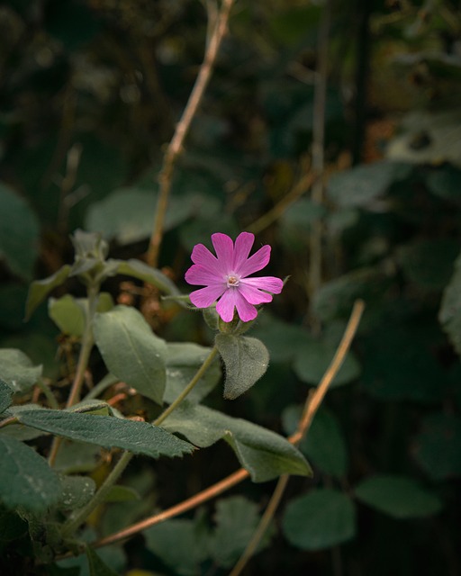 Free Wild Flower Nature photo and picture