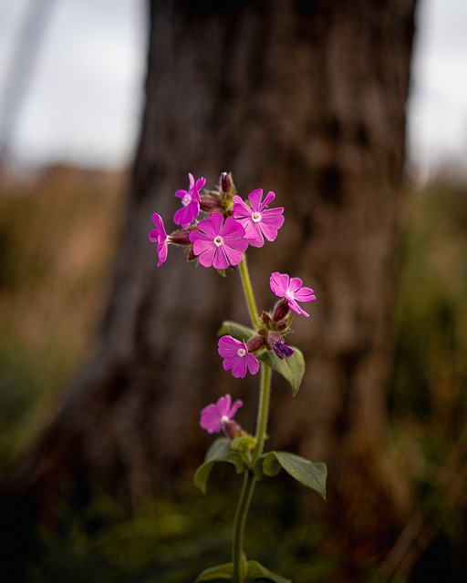 Free Wild Flower Nature photo and picture