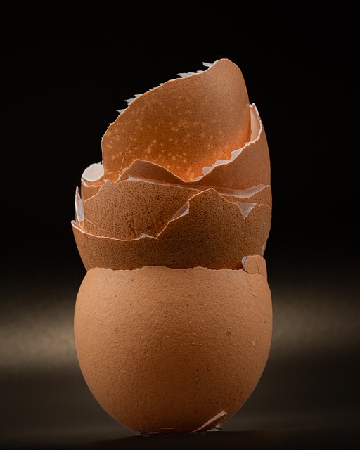 Free Macro Eggshell photo and picture