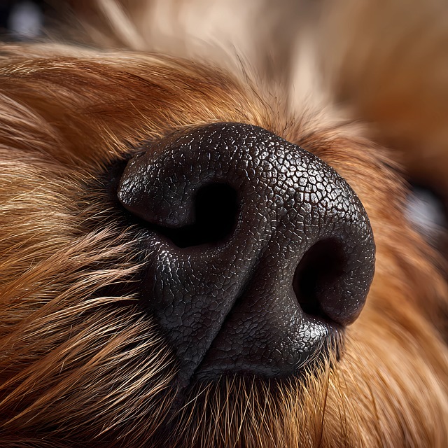 Free nose animal nose pretty nose illustration