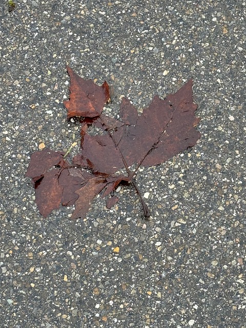 Free Leaf Autumn photo and picture