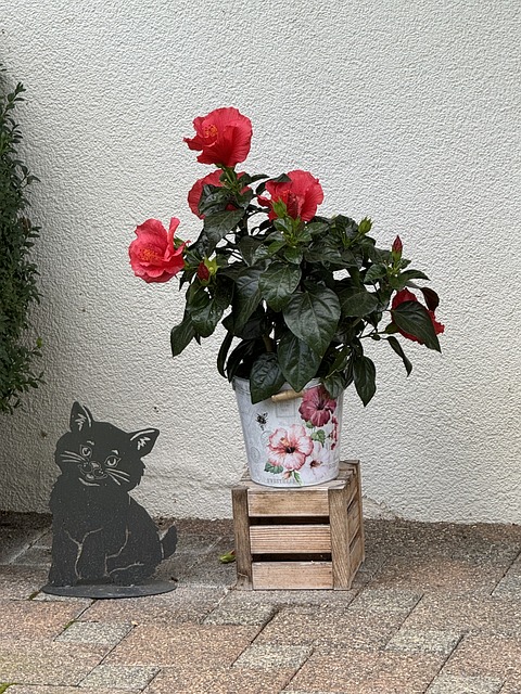 Free Flower Hibiscus photo and picture