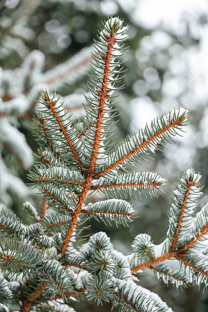 Free Winter Snow photo and picture