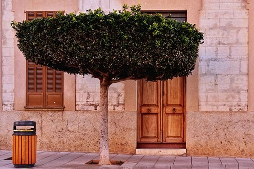 Free Tree Road photo and picture