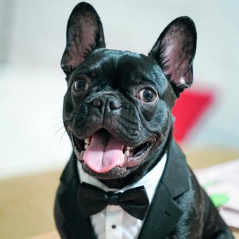 Free Pet Portrait Ai Pet Portrait photo and picture