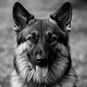 Free Pet Portrait Ai Pet Portrait photo and picture