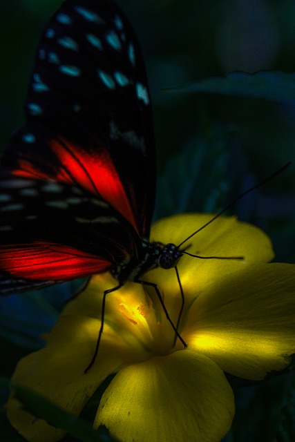 Carteiro-Borboleta, Borboleta, Inseto