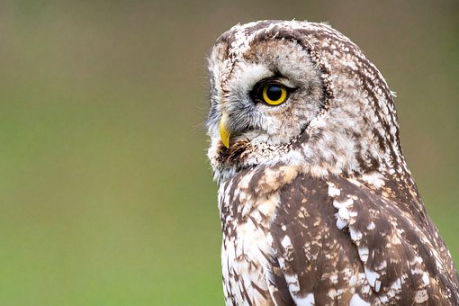 Natuur, Landschap, Dieren In Het Wild