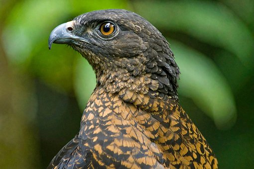 Natuur, Landschap, Dieren In Het Wild