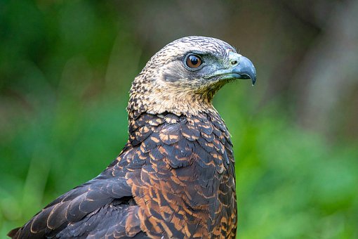 Natuur, Landschap, Dieren In Het Wild