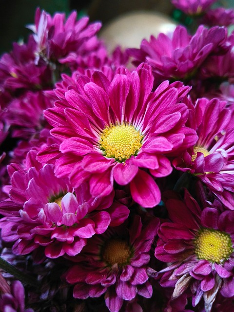 Free Nature Bloom photo and picture