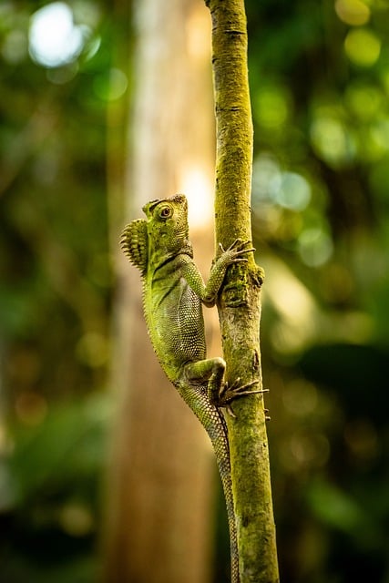 Free Nature Lizard photo and picture