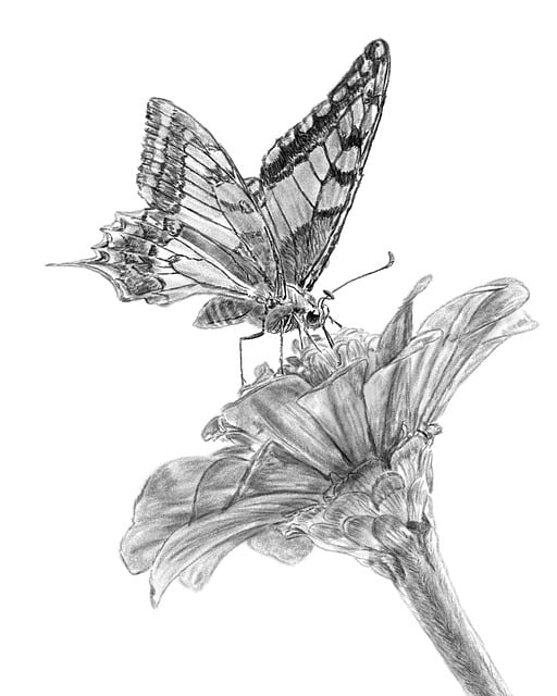 Schmetterling, Blume, Bleistift