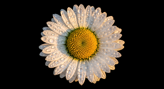 Free Margaret Nature photo and picture