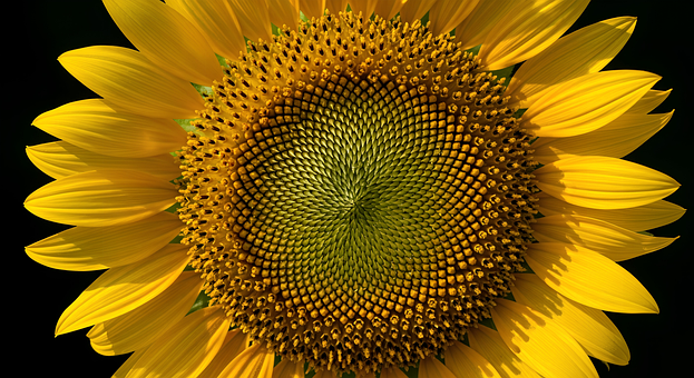 Free Sunflower Nature photo and picture