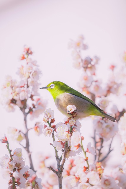 Free Bird Nature photo and picture