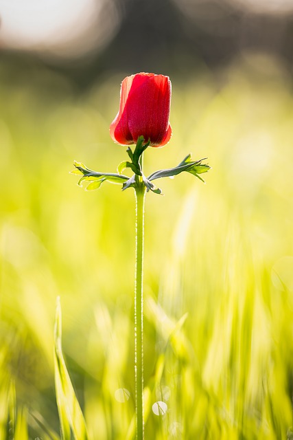 Natur, Pflanze, Blumen, Flora, Rot