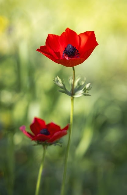 Natur, Pflanze, Blumen