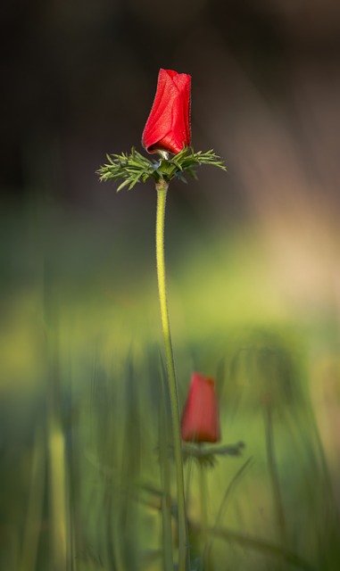 Natur, Pflanze, Blumen, Flora, Rot