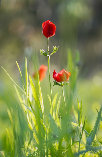 Natur, Pflanze, Blumen, Flora, Rot