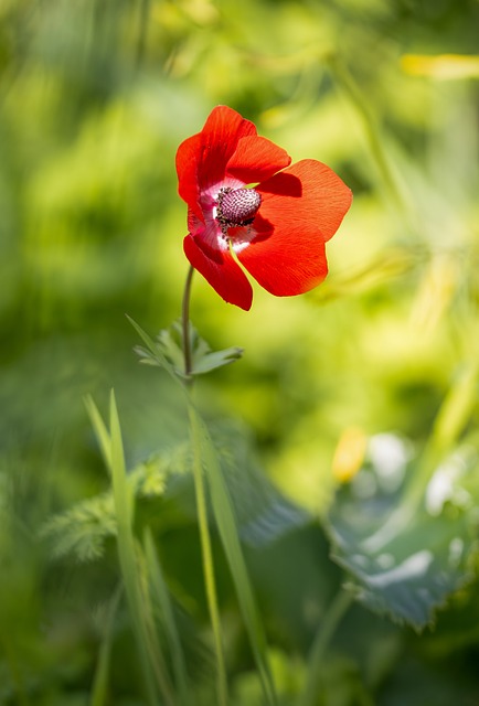 Natur, Pflanze, Blumen, Flora, Rot