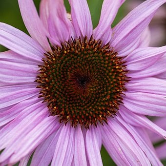 Coneflower, Natur, Bloom, Flora, Hage