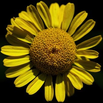 Marguerite, Natur, Bloom, Flora