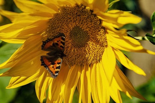 Solsikke, Natur, Solsikker, Blomst